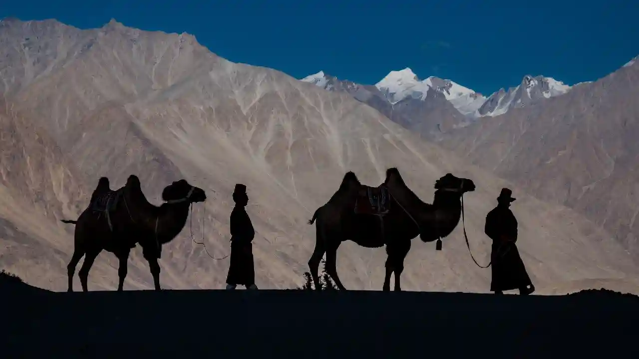 ladakh-kamel-indien