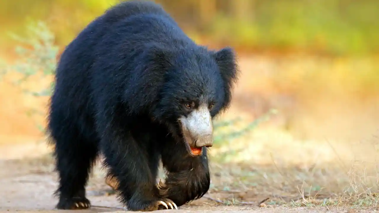 Lippenbeeren, Schwarz Indien