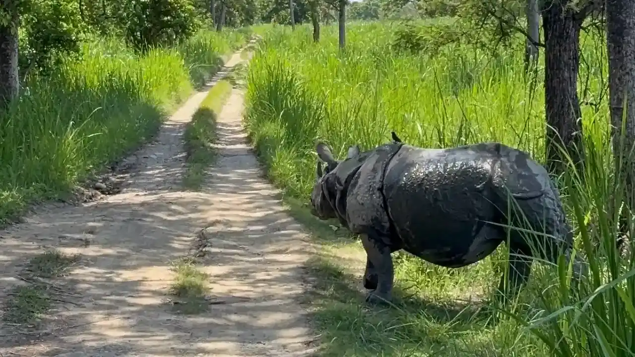 nasshorn-chitwan