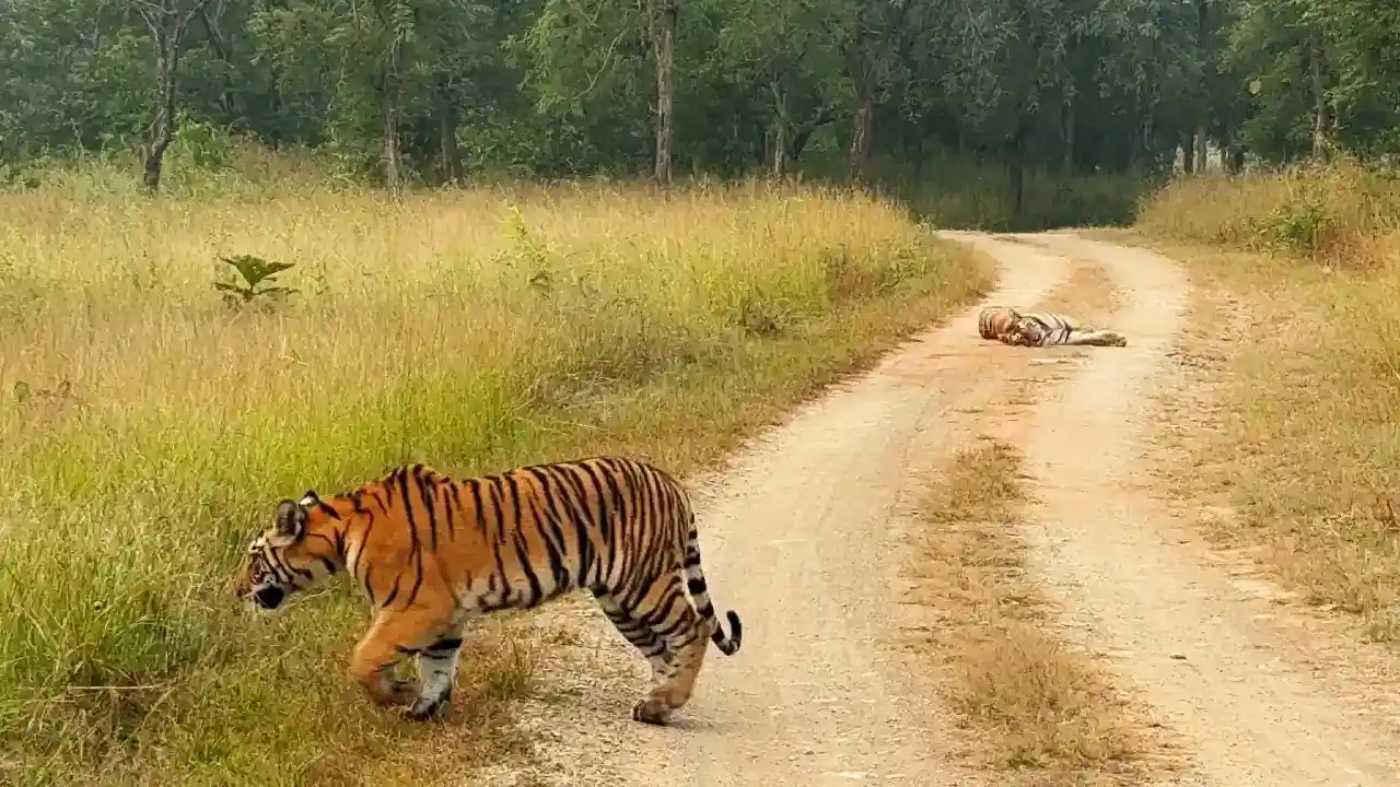 tiger-panna-reservat